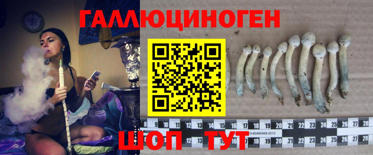 Псилоцибиновые грибы Psilocybe Бирск